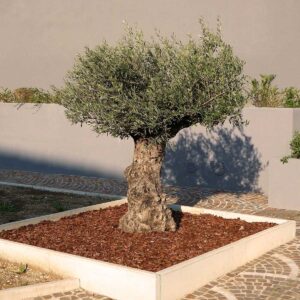 potatura ornamentale dell' ulivo