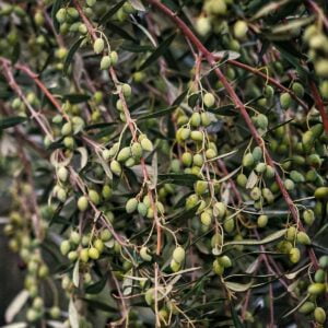 potatura da produzione dell' olivo