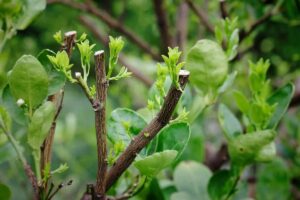 rami potati del limone 4 stagioni