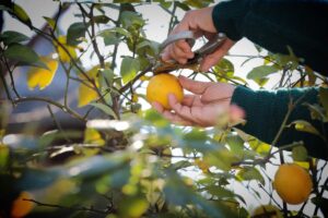 potare il limone